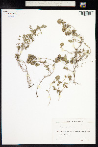 Thymus praecox ssp. arcticus image
