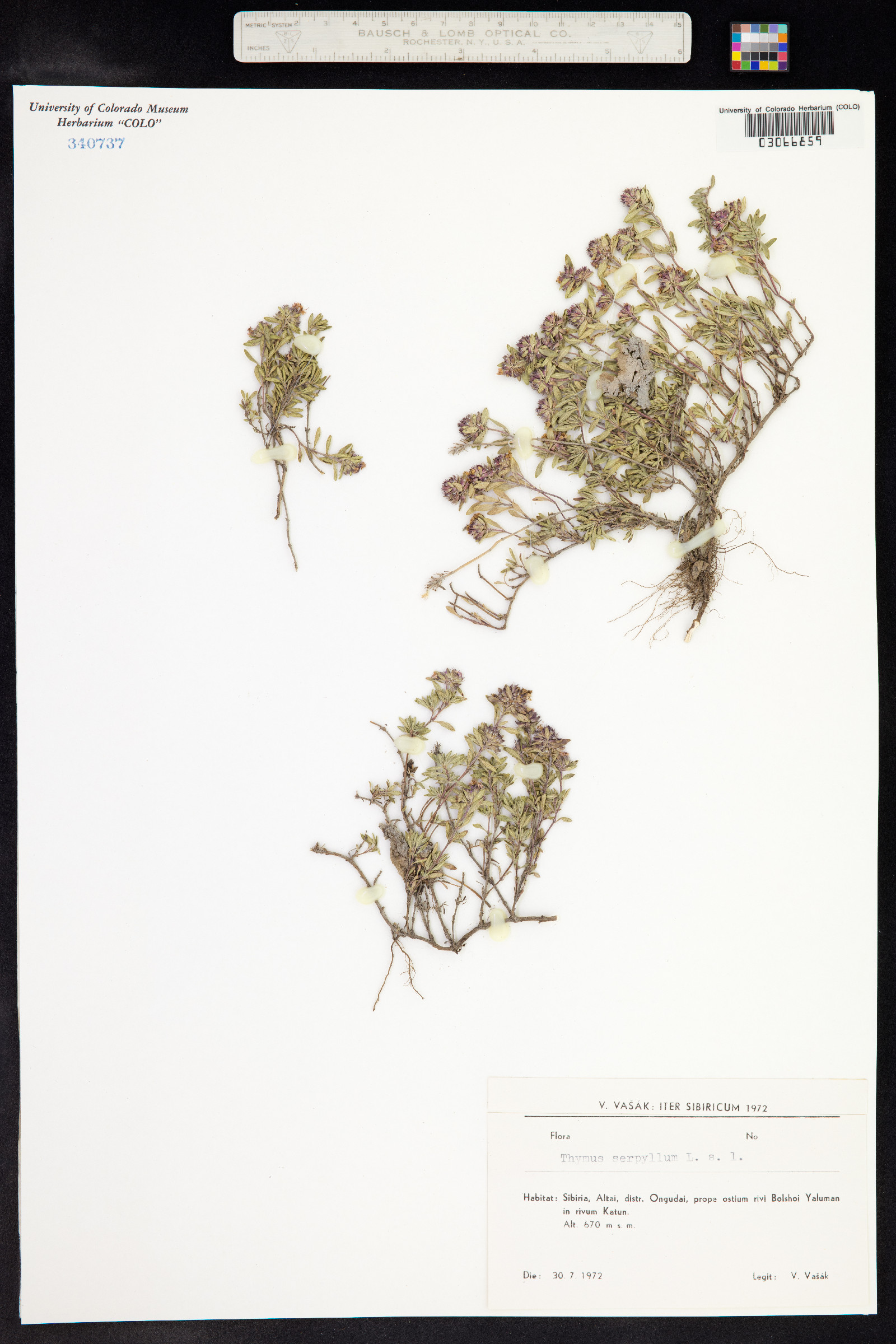 Thymus praecox ssp. arcticus image