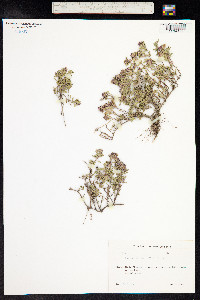 Thymus praecox ssp. arcticus image