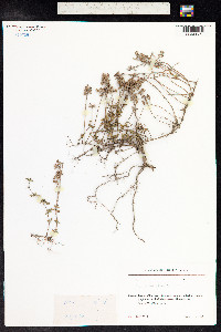 Thymus praecox ssp. arcticus image