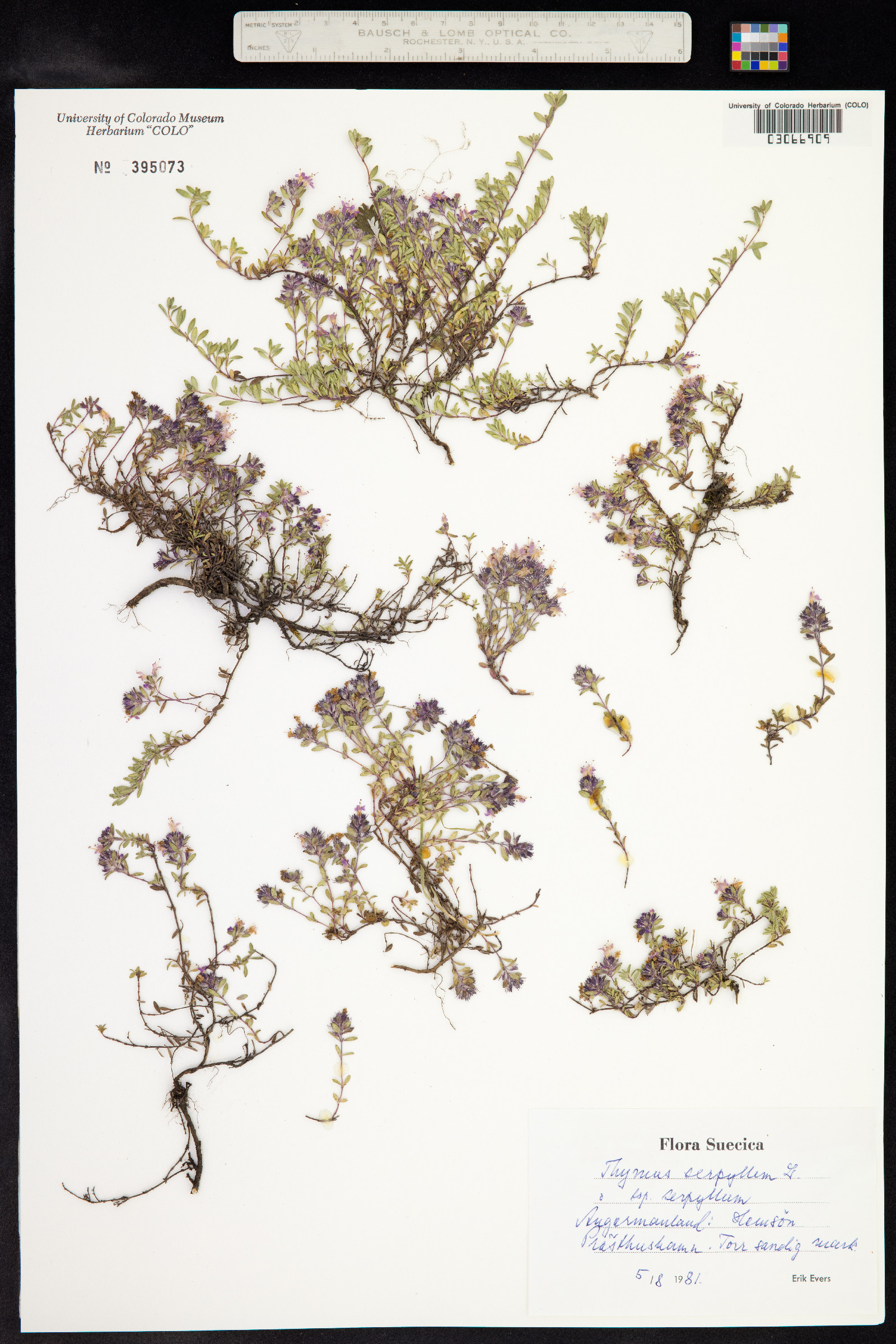 Thymus praecox image