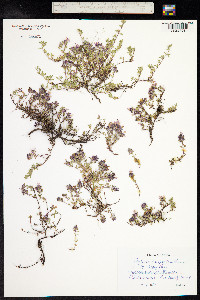 Thymus praecox ssp. arcticus image