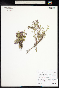 Thymus praecox ssp. arcticus image