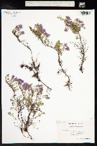 Thymus praecox ssp. arcticus image