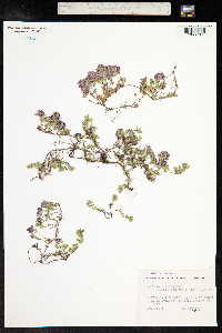 Thymus praecox ssp. arcticus image