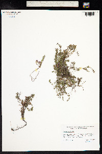 Thymus praecox ssp. arcticus image