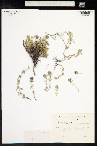 Thymus praecox ssp. arcticus image