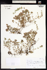 Thymus praecox ssp. arcticus image