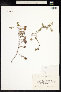 Thymus praecox ssp. arcticus image