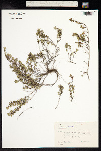 Thymus praecox ssp. arcticus image