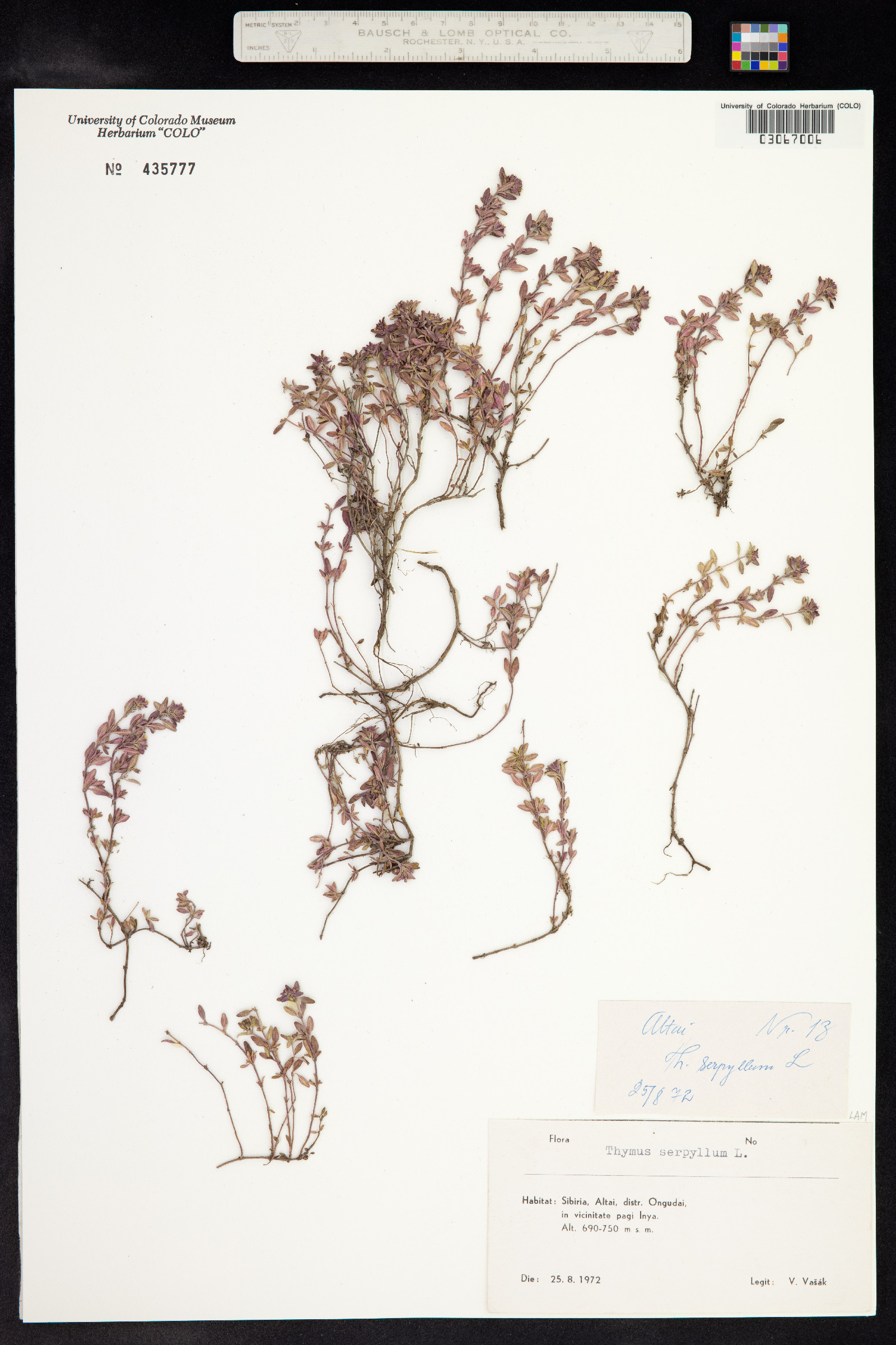 Thymus image