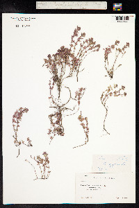 Thymus praecox ssp. arcticus image
