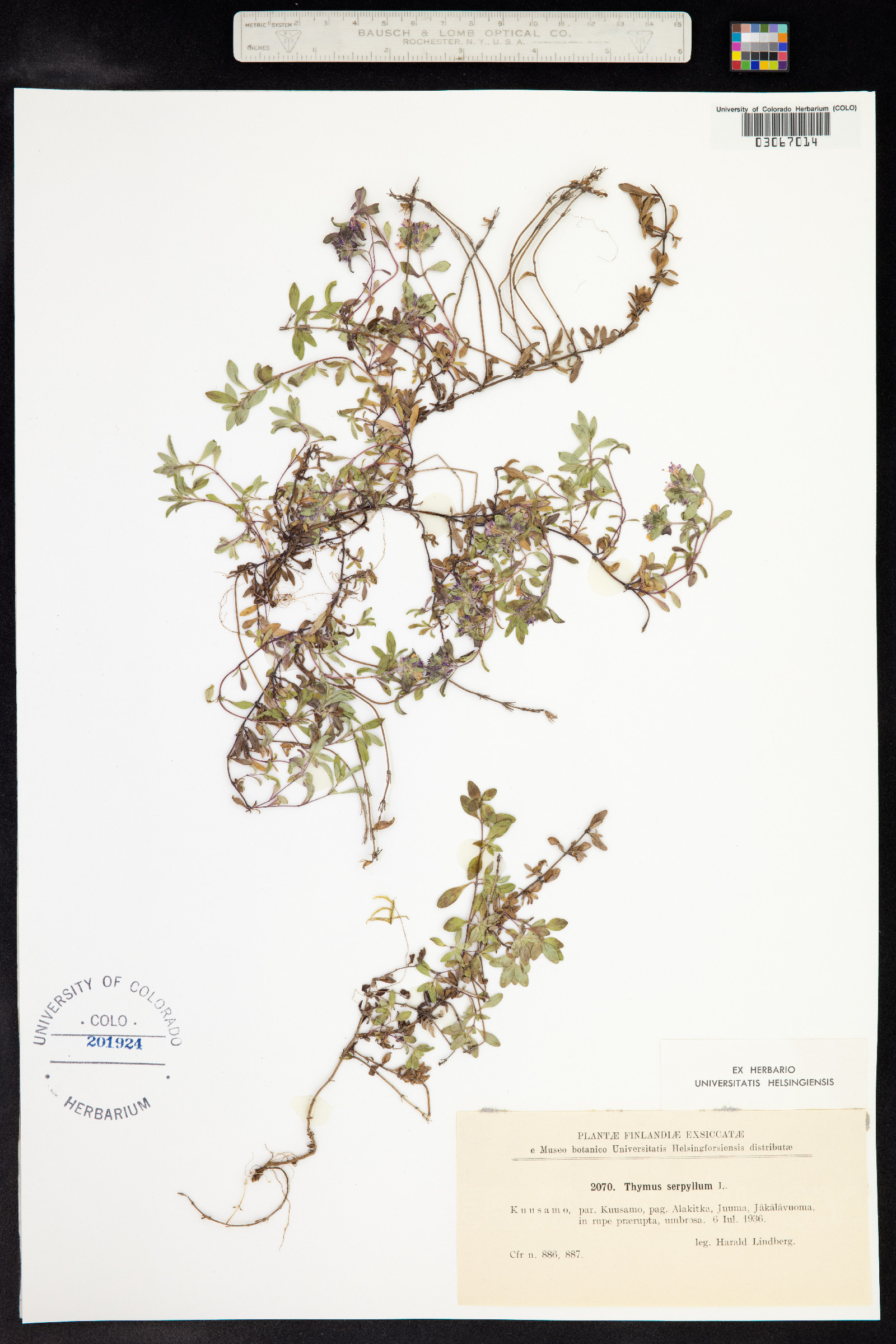 Thymus praecox image