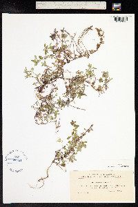 Thymus praecox ssp. arcticus image