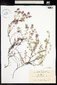Thymus praecox ssp. arcticus image