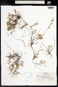 Thymus praecox ssp. arcticus image