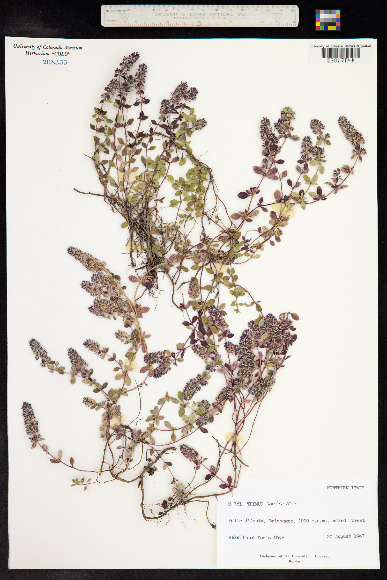 Thymus praecox image