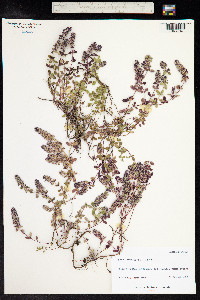 Thymus praecox ssp. arcticus image