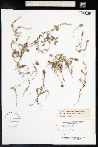 Thymus praecox ssp. arcticus image