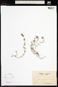 Thymus praecox ssp. arcticus image