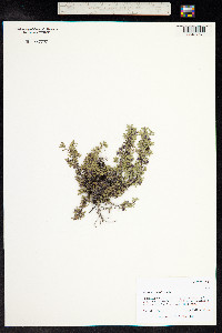 Thymus praecox ssp. arcticus image
