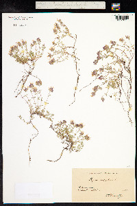 Thymus praecox ssp. arcticus image