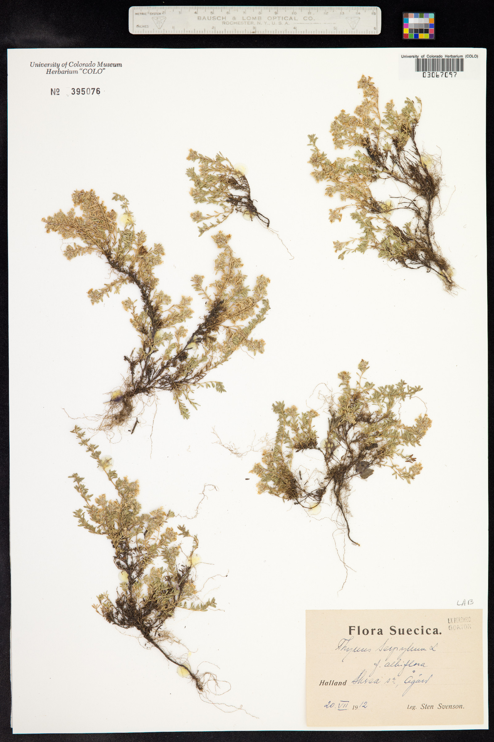 Thymus praecox ssp. arcticus image