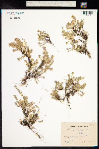 Thymus praecox image