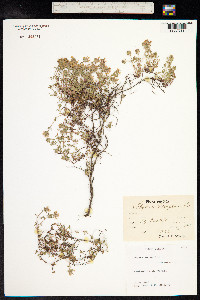 Thymus praecox ssp. arcticus image