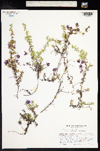 Thymus praecox ssp. arcticus image