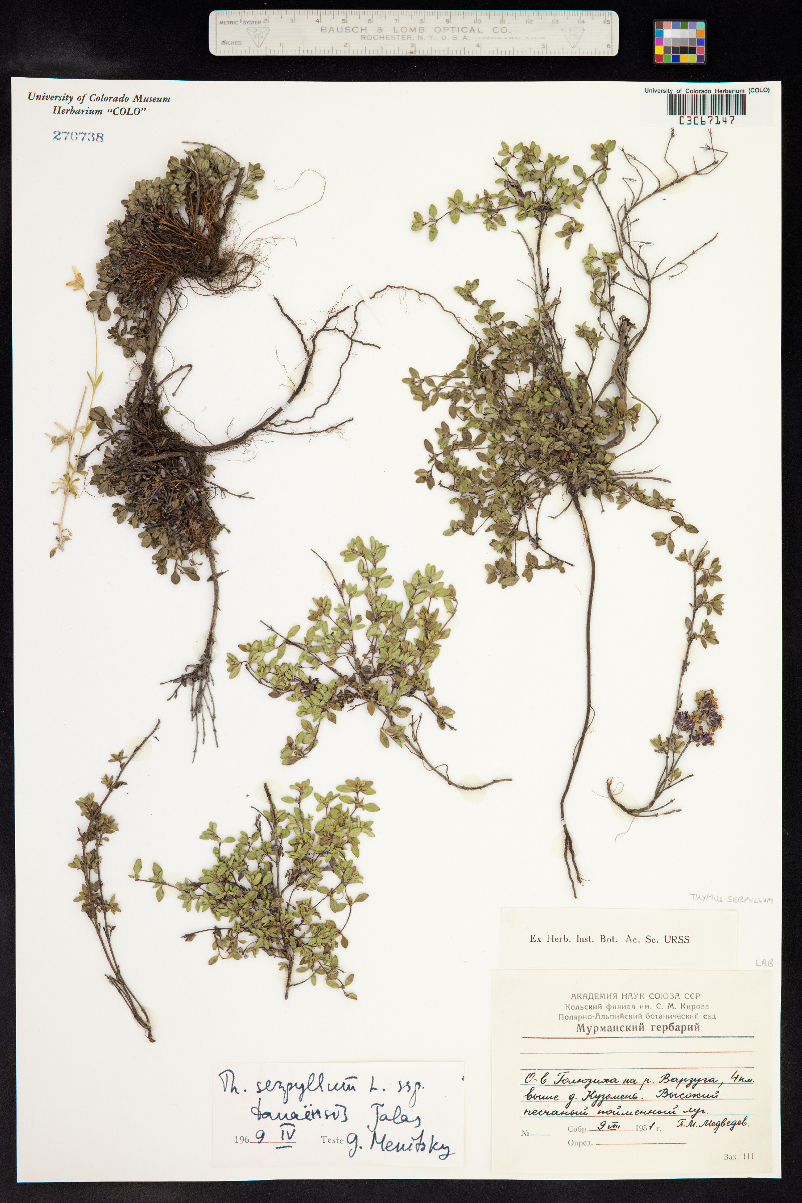 Thymus image