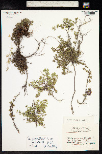 Thymus praecox ssp. arcticus image