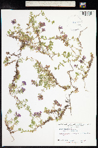 Thymus praecox ssp. arcticus image