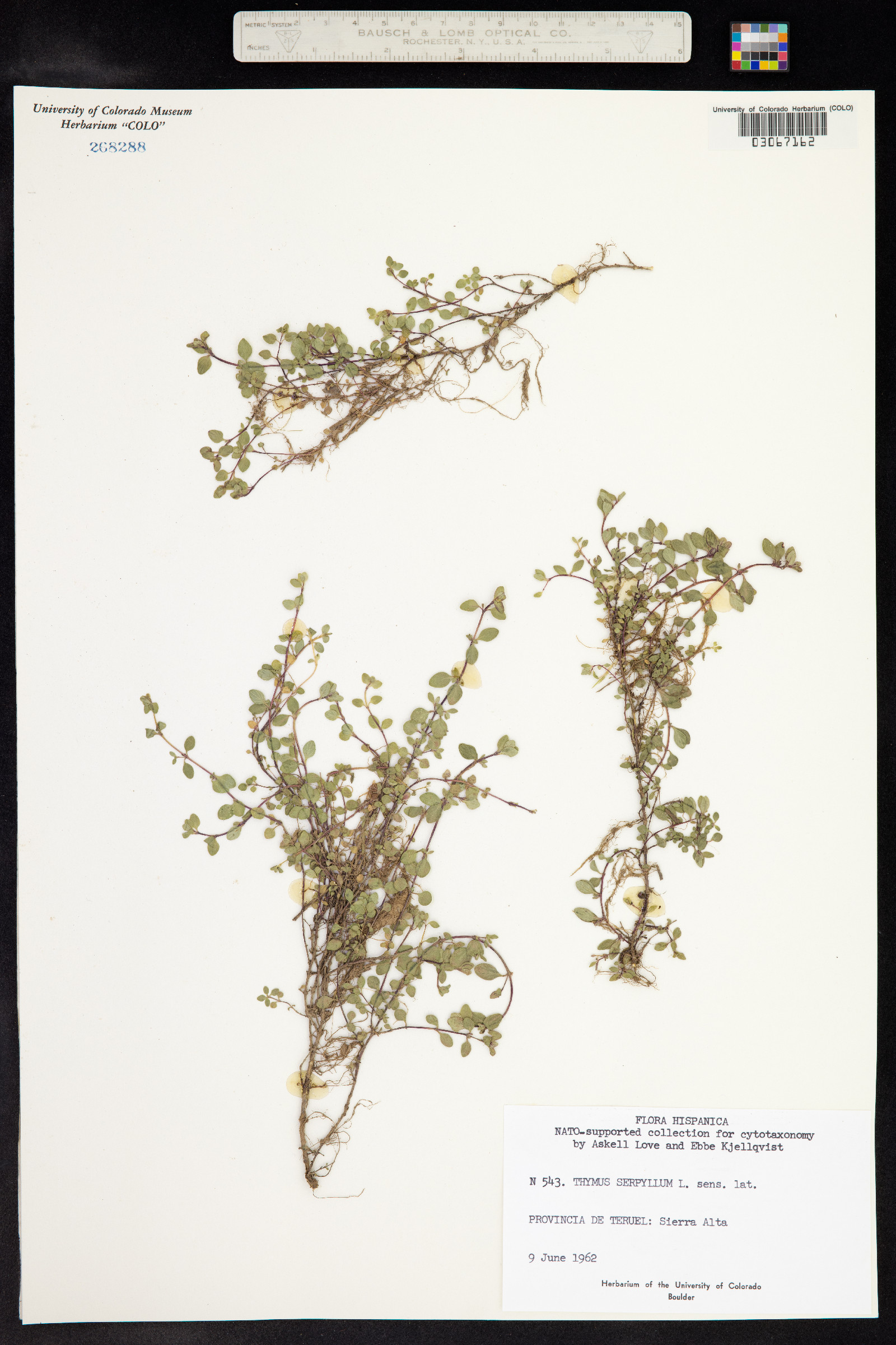 Thymus praecox image