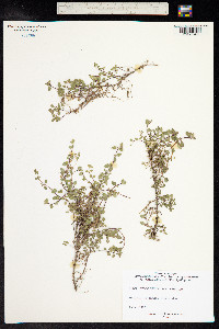 Thymus praecox ssp. arcticus image