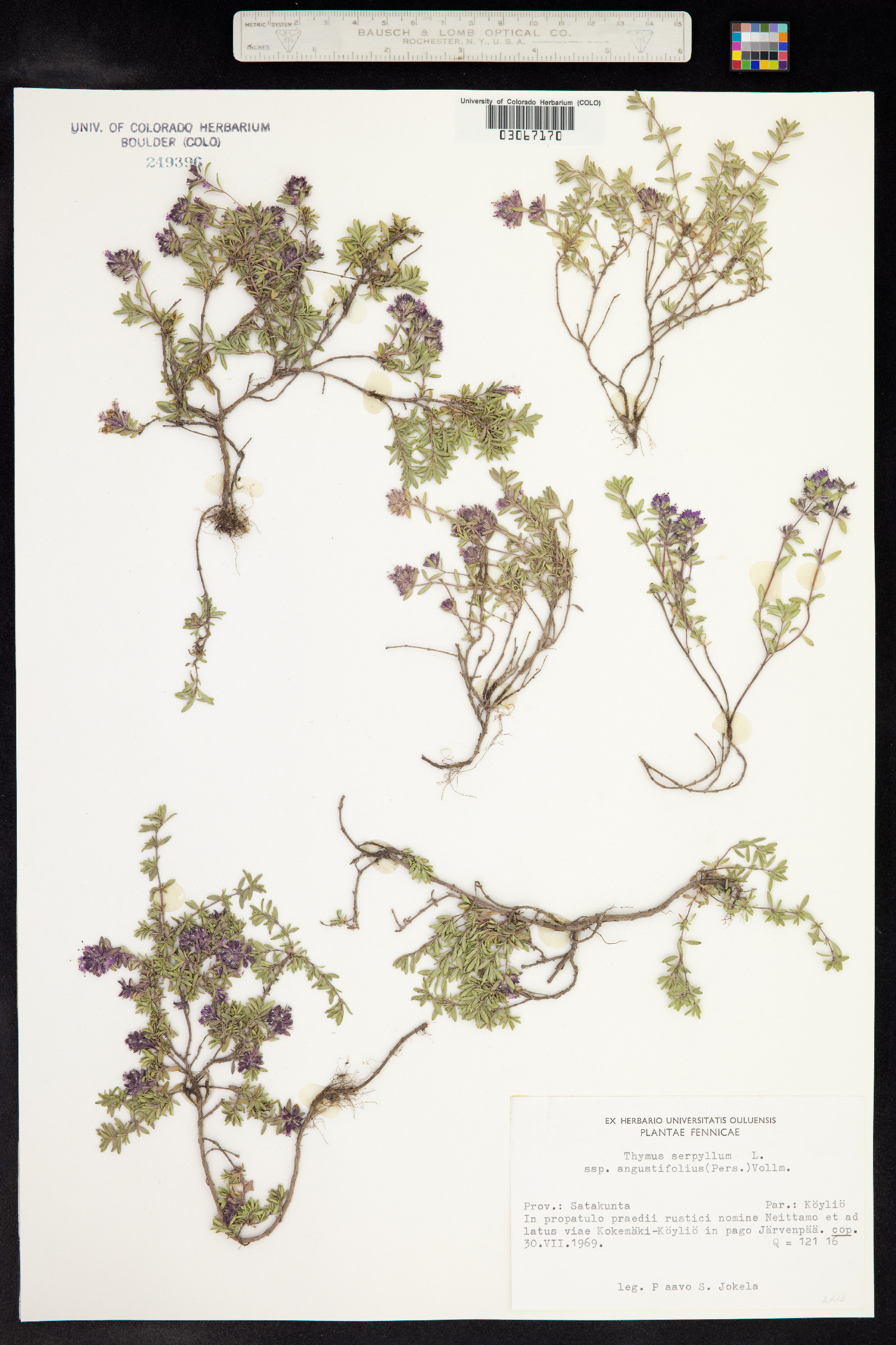 Thymus image