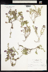 Thymus praecox ssp. arcticus image