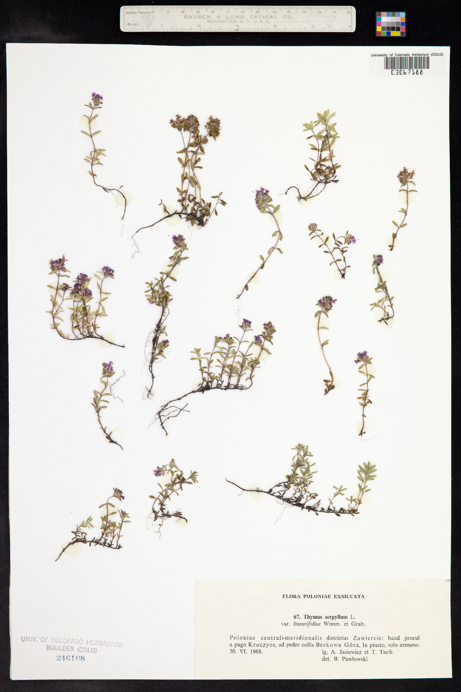 Thymus praecox ssp. arcticus image