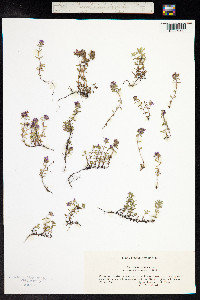 Thymus praecox ssp. arcticus image