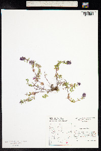 Thymus praecox ssp. arcticus image