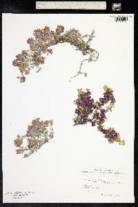 Thymus praecox ssp. arcticus image