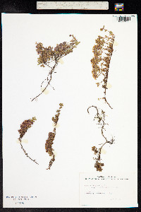 Thymus praecox ssp. arcticus image
