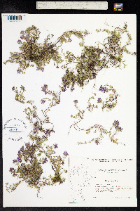 Thymus praecox ssp. arcticus image