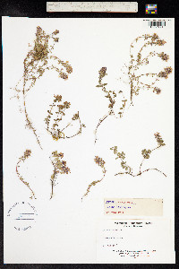 Thymus praecox ssp. arcticus image