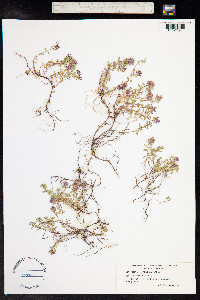 Thymus praecox ssp. arcticus image