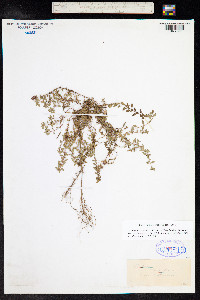 Thymus praecox ssp. arcticus image