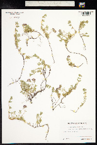 Thymus praecox ssp. arcticus image