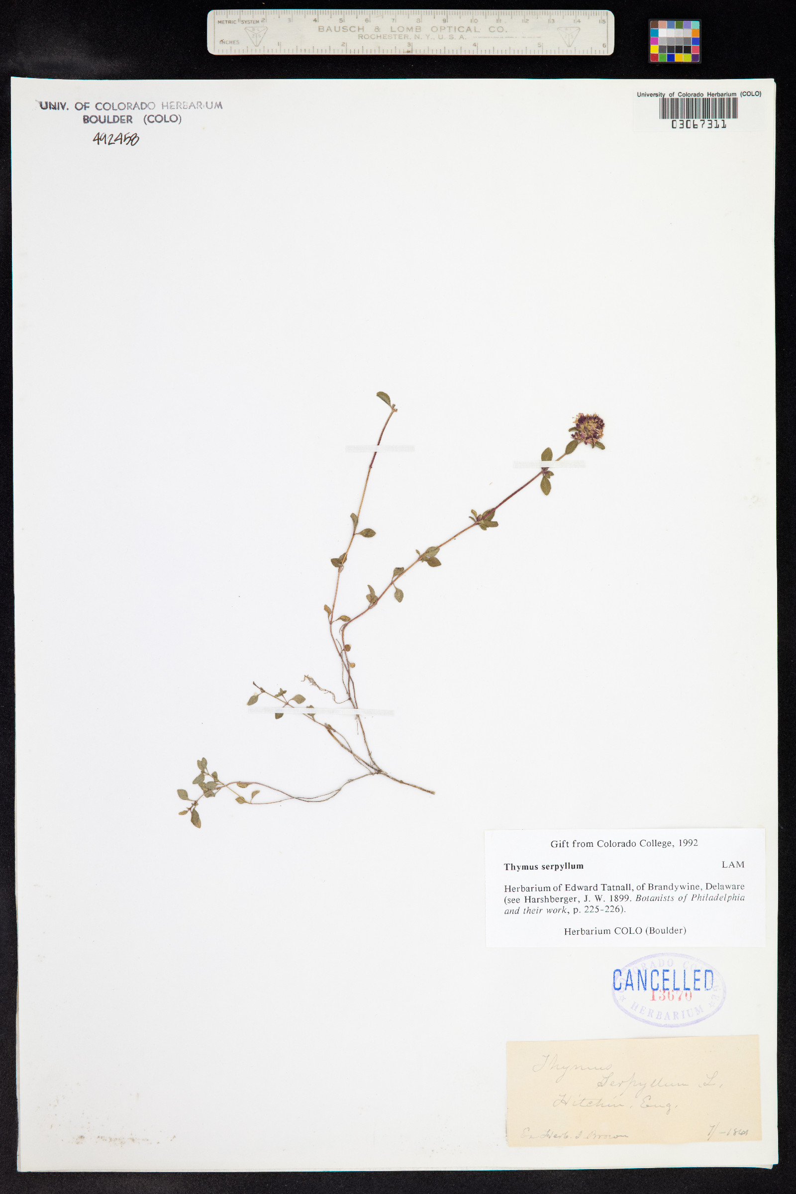 Thymus image