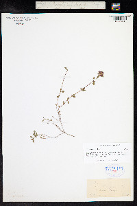 Thymus praecox ssp. arcticus image