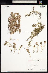 Thymus praecox ssp. arcticus image